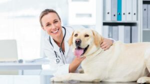Solution ERP Acumatica Cloud pour Nebraska Vet Services
