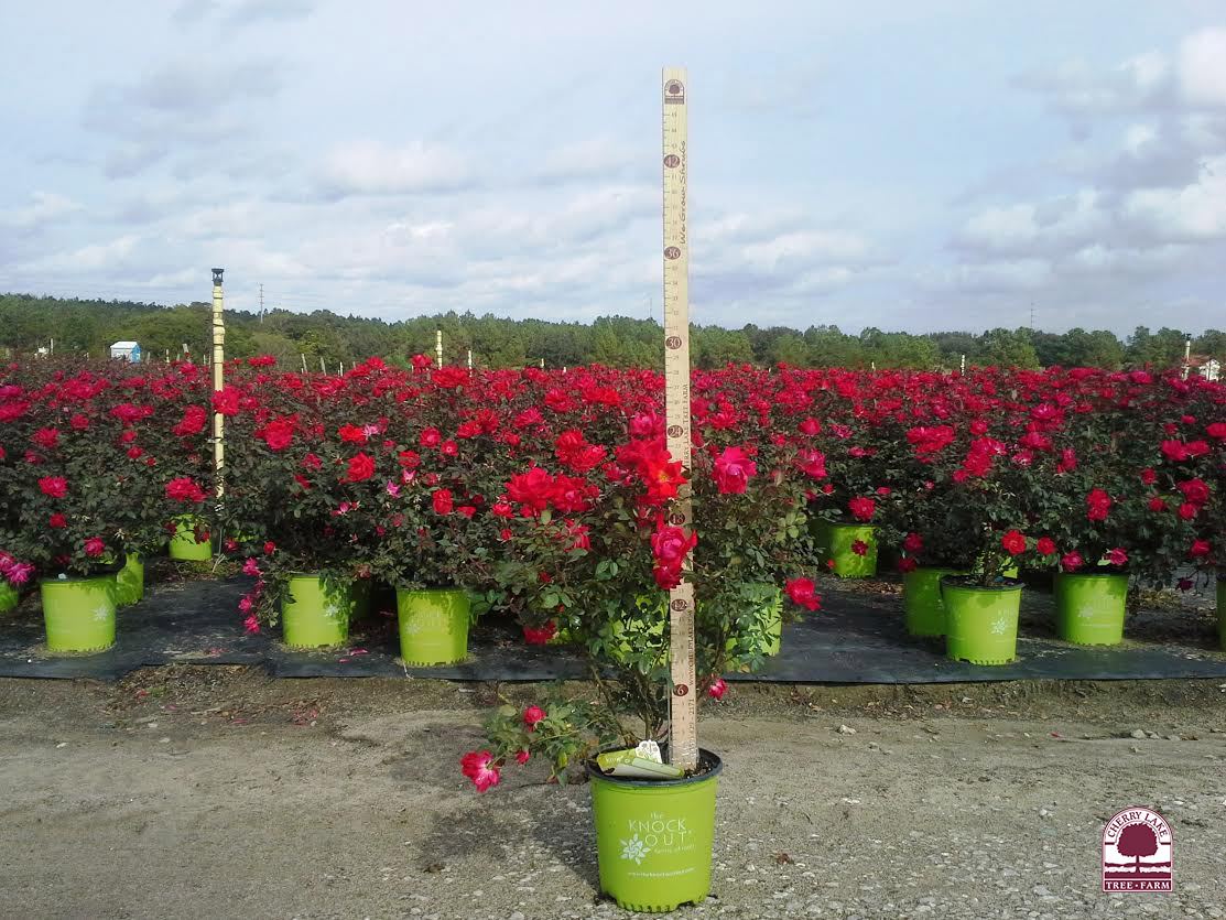 Potted Roses blooming at Cherry Lake Tree Farm